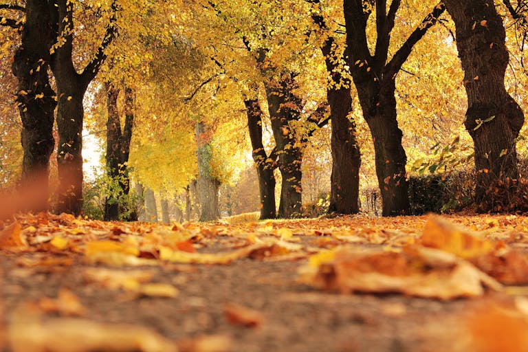 A scenic autumn view with golden leaves covering a forest path under vibrant fall trees.